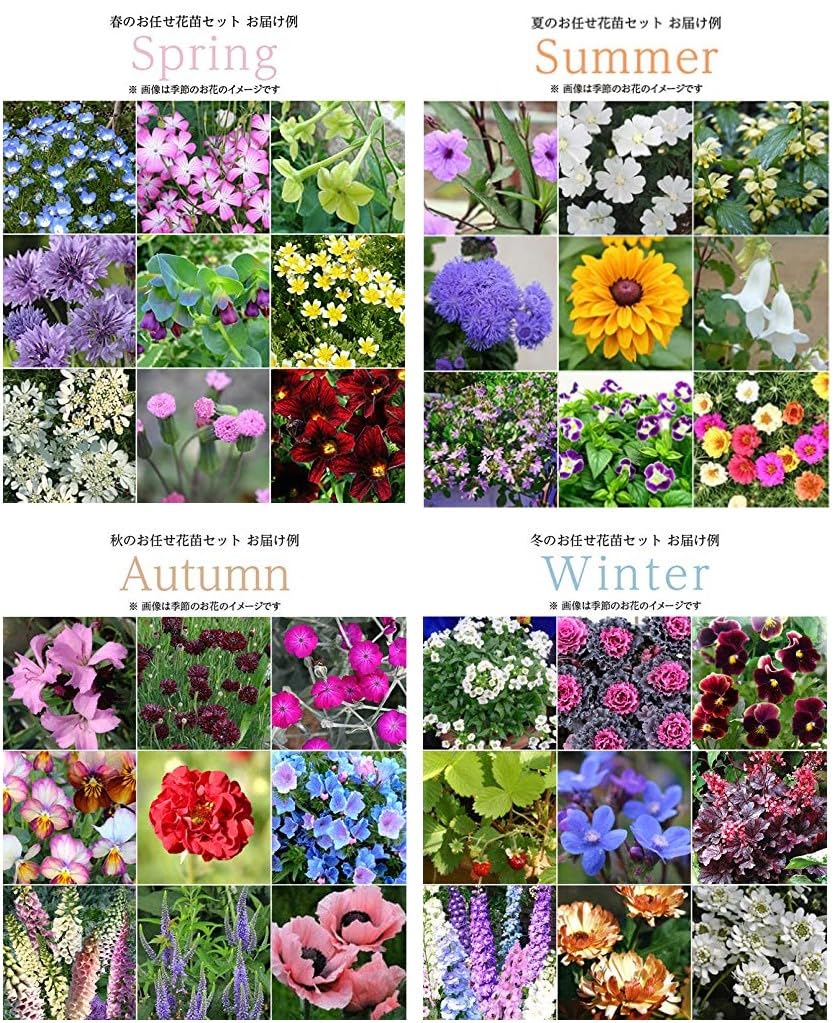 Amazon.co.jp: [World Fantasy Garden] 鉢植え・寄せ植え用 季節の草花